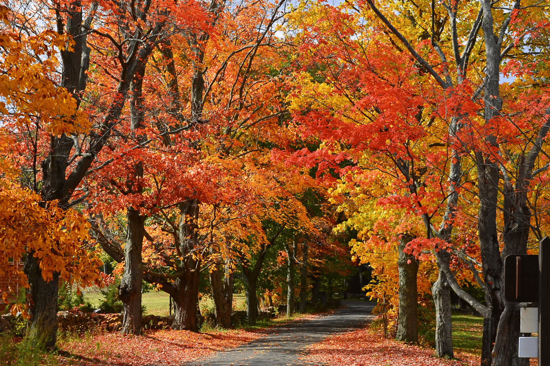 Autumn trees with red and gold leaves on either side of a road.